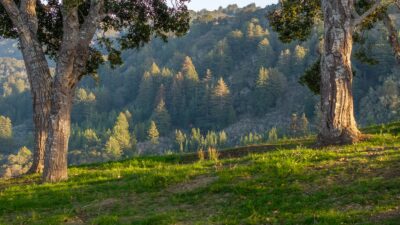 7-17-Rancho-San-Carlos-Rd-056-LR-Canning Properties Group 2025 downsized