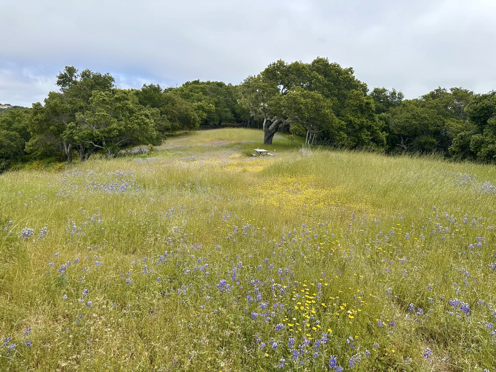 9 8 Corral Run - © Carmel Realty Company 2025