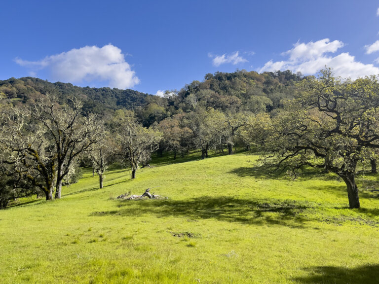 Exterior photo of a grassy field surrounded by tall oak trees. Rolling hills covered in oak are in the background. It is a bright, sunny day with scattered clouds.