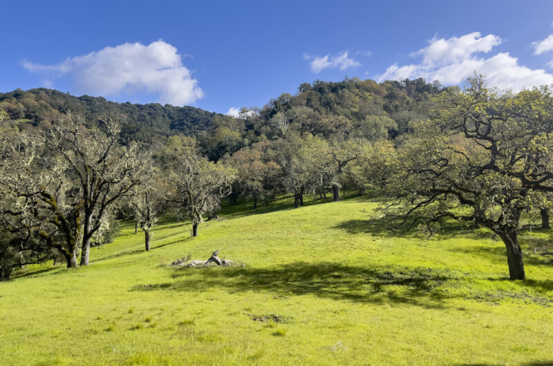 Exterior photo of a grassy field surrounded by tall oak trees. Rolling hills covered in oak are in the background. It is a bright, sunny day with scattered clouds.