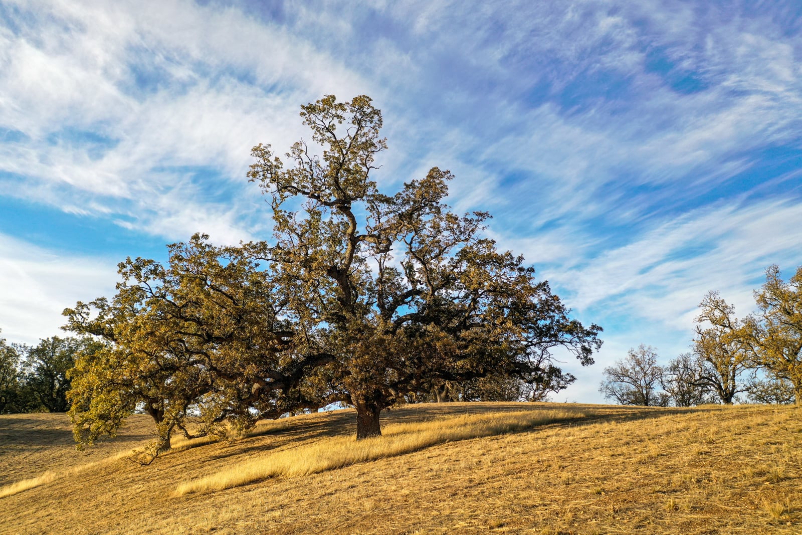 Lot 233_066_mls09 - 16 Long Ridge Trail - © La Tierra Realty - web res