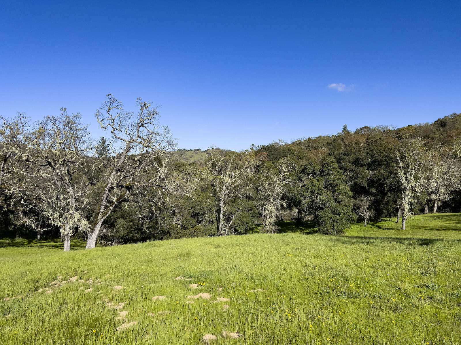 Lot 105 22 Arroyo Sequoia 2024