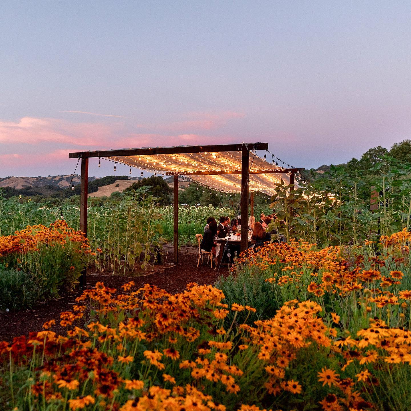 Wedding in poppy field