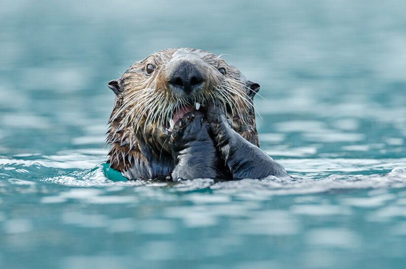 Otter at Monterey Bay Aquarium