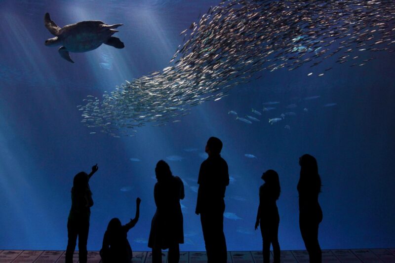 Family at Monterey Bay Aquarium